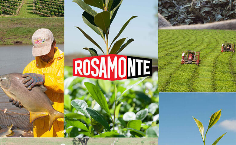 Rosamonte